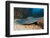 Diamond Stingray (Dasyatis Brevis)-Reinhard Dirscherl-Framed Photographic Print