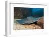 Diamond Stingray (Dasyatis Brevis)-Reinhard Dirscherl-Framed Photographic Print