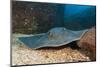 Diamond Stingray (Dasyatis Brevis)-Reinhard Dirscherl-Mounted Photographic Print