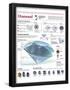 Essential Black