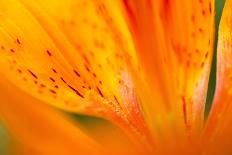 Italy, Friuli Venezia Giulia, Lilium Bulbiferum or Orange Lily-Diana Crestan-Framed Photographic Print