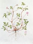 Herb Robert-Diana Everett-Framed Stretched Canvas