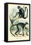 Diana Monkey, 1863-79-Raimundo Petraroja-Framed Stretched Canvas