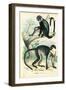 Diana Monkey, 1863-79-Raimundo Petraroja-Framed Giclee Print
