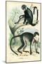 Diana Monkey, 1863-79-Raimundo Petraroja-Mounted Giclee Print