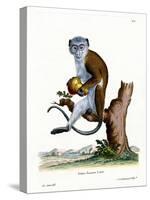 Diana Monkey-null-Stretched Canvas
