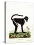 Diana Monkey-null-Stretched Canvas
