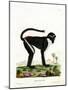 Diana Monkey-null-Mounted Giclee Print