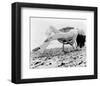 Diana Rigg - The Avengers-null-Framed Photo