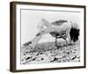 Diana Rigg - The Avengers-null-Framed Photo