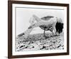 Diana Rigg - The Avengers-null-Framed Photo