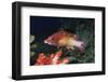 Diana's Hogfish-Hal Beral-Framed Photographic Print