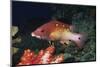 Diana's Hogfish-Hal Beral-Mounted Photographic Print