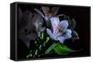 Canvas Black