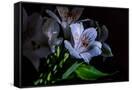 Canvas Black