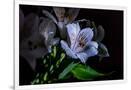 Gramercy White