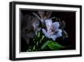 Chelsea Black