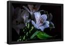 Essential Black