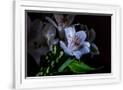 Gramercy White
