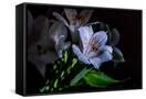 Canvas Black