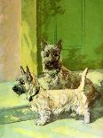 Irish Terrier Puppy-Diana Thorne-Art Print