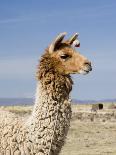 Llama Posing near Puno, Peru-Diane Johnson-Photographic Print