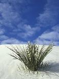 Sand Dunes at White Sands National Monument, New Mexico, USA-Diane Johnson-Photographic Print