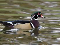 Wood Duck at Santee Lakes, San Diego County, California, USA-Diane Johnson-Photographic Print