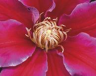 Botanical Harmonies I-Diane Lucas-Stretched Canvas