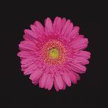 Shocking Pink - Bloom-Diane Lucas-Giclee Print