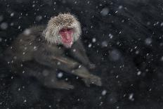 Young Japanese macaques 'kissing' in hot springs, Japan-Diane McAllister-Photographic Print