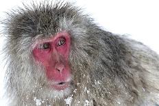 Japanese Macaque (Macaca Fuscata) Mother Holding Her Baby In Snowstorm, Jigokudani, Japan-Diane McAllister-Photographic Print