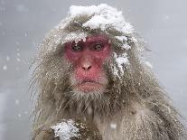 Japanese Macaque (Macaca Fuscata) Mother Holding Her Baby In Snowstorm, Jigokudani, Japan-Diane McAllister-Photographic Print
