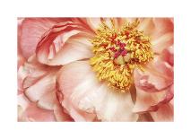 Peony Two-Diane Poinski-Giclee Print