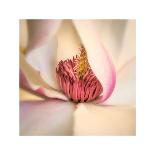 Pink Magnolia-Diane Poinski-Giclee Print