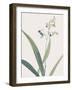 Dianella Ensifolia - Focus-Pierre Joseph Redoute-Framed Giclee Print