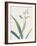 Dianella Ensifolia - Focus-Pierre Joseph Redoute-Framed Giclee Print