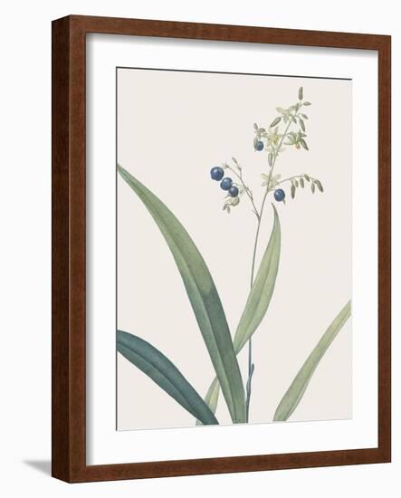 Dianella Ensifolia - Focus-Pierre Joseph Redoute-Framed Giclee Print