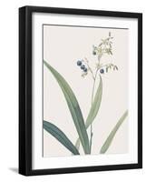 Dianella Ensifolia - Focus-Pierre Joseph Redoute-Framed Giclee Print