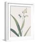 Dianella Ensifolia - Focus-Pierre Joseph Redoute-Framed Giclee Print