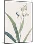 Dianella Ensifolia - Focus-Pierre Joseph Redoute-Mounted Giclee Print