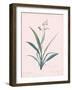 Dianella Ensifolia - Rose-Pierre Joseph Redoute-Framed Giclee Print