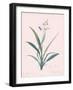 Dianella Ensifolia - Rose-Pierre Joseph Redoute-Framed Giclee Print