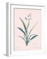 Dianella Ensifolia - Rose-Pierre Joseph Redoute-Framed Giclee Print