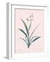 Dianella Ensifolia - Rose-Pierre Joseph Redoute-Framed Giclee Print