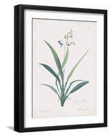 Dianella Ensifolia-Pierre Joseph Redoute-Framed Giclee Print