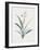 Dianella Ensifolia-Pierre Joseph Redoute-Framed Giclee Print