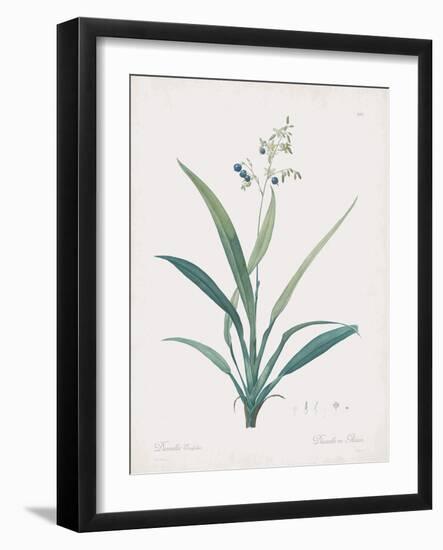 Dianella Ensifolia-Pierre Joseph Redoute-Framed Giclee Print