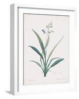 Dianella Ensifolia-Pierre Joseph Redoute-Framed Giclee Print