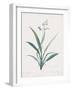 Dianella Ensifolia-Pierre Joseph Redoute-Framed Giclee Print